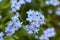 Vivid Light Blue Azure Flowers Natural Blossom Bunch