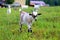 Vivid macro photo of a goat on a green