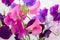 Vivid magenta blossoms of the wild sweet pea on white background