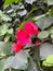 Vivid magenta pink bougainvillea flowers in Oaxaca, Mexico.