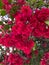 Vivid magenta pink bougainvillea flowers in Oaxaca, Mexico.