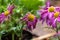 vivid magenta pink daisies with yellow venters