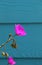 Vivid magenta Rock Purslane flower contrasts with a deep blue wooden wall, Martins Beach, CA.
