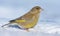 Vivid Male European Greenfinch stands in snow in bright sunny winter day