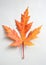 Vivid maple leaf isolated on white background. Autumn bright maple leaf. One isolated orange leaf with red streaks