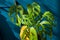 Vivid monstera plant in a black pot, set against a dramatic dark blue wall