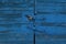 Vivid old blue wooden locked door texture background. Door with old metal lock