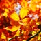 Vivid orange autumn leaves