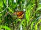 Vivid orange and black monarch butterfly on  green grass, creating a beautiful and captivating scene