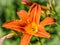 Vivid orange blossom single lily flower close-up
