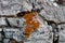 Vivid Orange Moss Close-Up: Nature\\\'s Intricate Detail