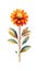 Vivid Orange Zinnia Collection in Modern Watercolor Style on White Background .