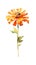 Vivid Orange Zinnia Collection in Modern Watercolor Style on White Background.