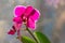 Vivid orchid flowers at windowsill in daytime light. Tropical flowers as decor for office or home.