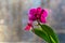 Vivid orchid flowers at windowsill in daytime light. Tropical flowers as decor for office or home.