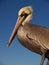 Vivid Pelican staring