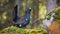 Vivid photo of adult western capercaillie lekking in the morning in the forest