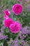 The vivid pink blooms of a shrub rose.