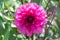 Vivid pink dalhia flower close up