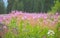 Vivid Pink Fireweed Wildflowers In Colorado