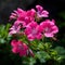 Vivid Pink Geranium Flowers In The Style Of Steinheil Quinon 55mm F19