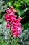 Vivid pink magenta dragon flowers or snapdragons or Antirrhinum in a sunny spring garden, beautiful outdoor floral background phot
