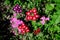 Vivid pink and red flowers of verbenas or lantanas plant, in a colorful garden, in a sunny summer day, beautiful outdoor floral