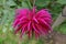 Vivid pink shaggy dahlia with pointed petals and green foliage