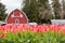 Vivid pink tulip field and farmer barn