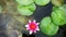 Vivid Pink Water Lily and Fresh Green Pads in the Pond