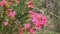 Vivid pink western australian wild flowers