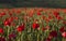 Vivid poppy field