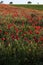 Vivid poppy field