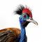 Vivid Portraiture Of Cassowary With Feather Top And Red Trim