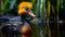 Vivid Portraiture Of A Harpia Harpyja Duck In A Brazilian Zoo