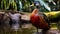 Vivid Portraiture Of Red And Yellow Duck In Brazilian Zoo