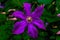 Vivid Purple Clematis Flower