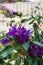 Vivid purple color rhododendrons in pots are watered with hosepipe in terrace, purple rhododendrons under water drops outdoors