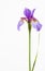 Vivid purple and orange iris flower