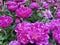 Vivid purple pink peony flowers, fully blooming.