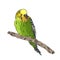 vivid realistic parrot sitting on tree branch