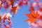 Vivid red autumn maple leaf