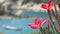 Vivid red blossom plumeria flowers in front of the ocean bay with some huge granite rocks and defocused long tail boat