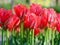 Vivid red colour tulips at Keukenhof Gardens, Lisse, South Holland. Photographed in HDR high dynamic range.