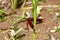 Vivid Red Dragonfly resting on a rice stalk