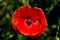Vivid red flower of Common poppy
