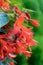 Vivid Red Flowers of Begonia boliviensis