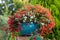 Vivid Red Flowers of Begonia boliviensis