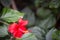 Vivid Red Hibiscus Flower