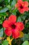 Vivid red hibiscus flower with green leaves is growing on a bush in summertime.